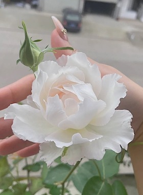 乐柏 阳台盆栽月季庭院地栽耐寒耐旱抗病勤花玫瑰馥郁香气分枝好