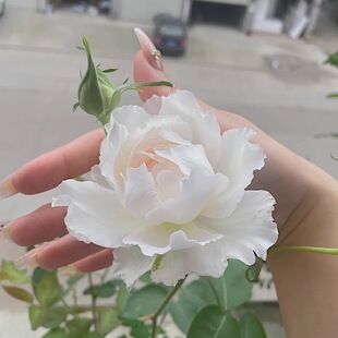 乐柏 阳台盆栽月季庭院地栽耐寒耐旱抗病勤花玫瑰馥郁香气分枝好