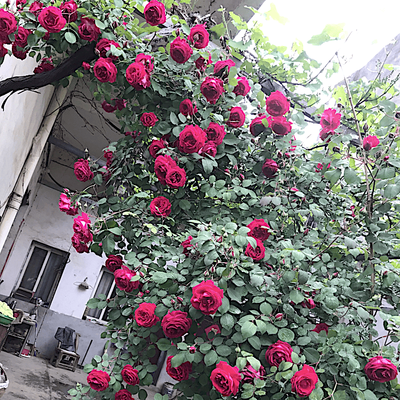 软香红阳台盆栽月季庭院地栽耐旱耐寒抗病勤花藤本爬藤玫瑰分枝好,鲜花速递/花卉仿真/绿植园艺,月季/蔷薇/玫瑰,淘宝优惠券,粉丝福利购,淘宝优惠卷