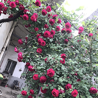 藤本爬藤玫瑰软香红抗病勤花