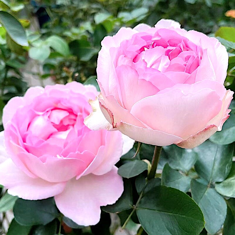伊芙贵族香水阳台盆栽月季庭院地栽耐寒耐旱抗病勤花馥郁香气玫瑰