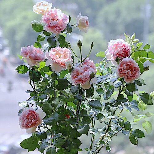 绝代艳后切花玫瑰抗病勤花