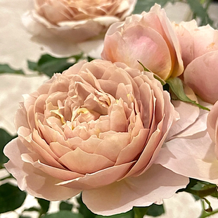 夏洛特佩里安 阳台盆栽月季庭院地栽耐旱耐寒抗病勤花切花玫瑰