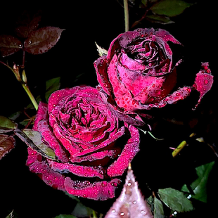 暗香 阳台盆栽月季庭院地栽耐旱耐寒抗病勤花馥郁香气切花玫瑰