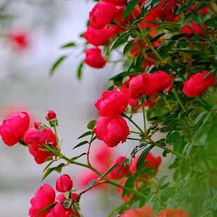红木香重瓣无刺庭院阳台带土发货耐热适合养殖开花饱满的藤本花卉