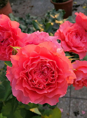 珊瑚果冻月季抗病丰花馥郁香气耐寒耐旱分枝性好室内盆栽玫瑰花