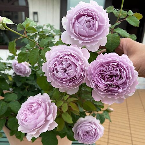 隐隐青切花玫瑰馥郁香气勤花