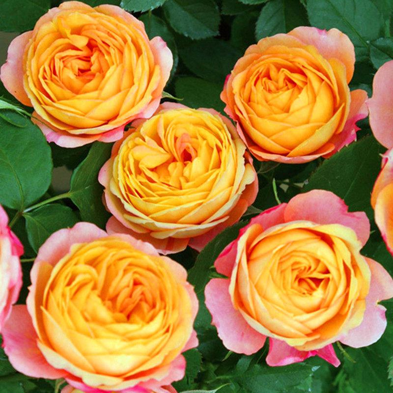 浪漫宝贝阳台盆栽微型月季庭院地栽勤花玫瑰耐寒耐旱抗病多头