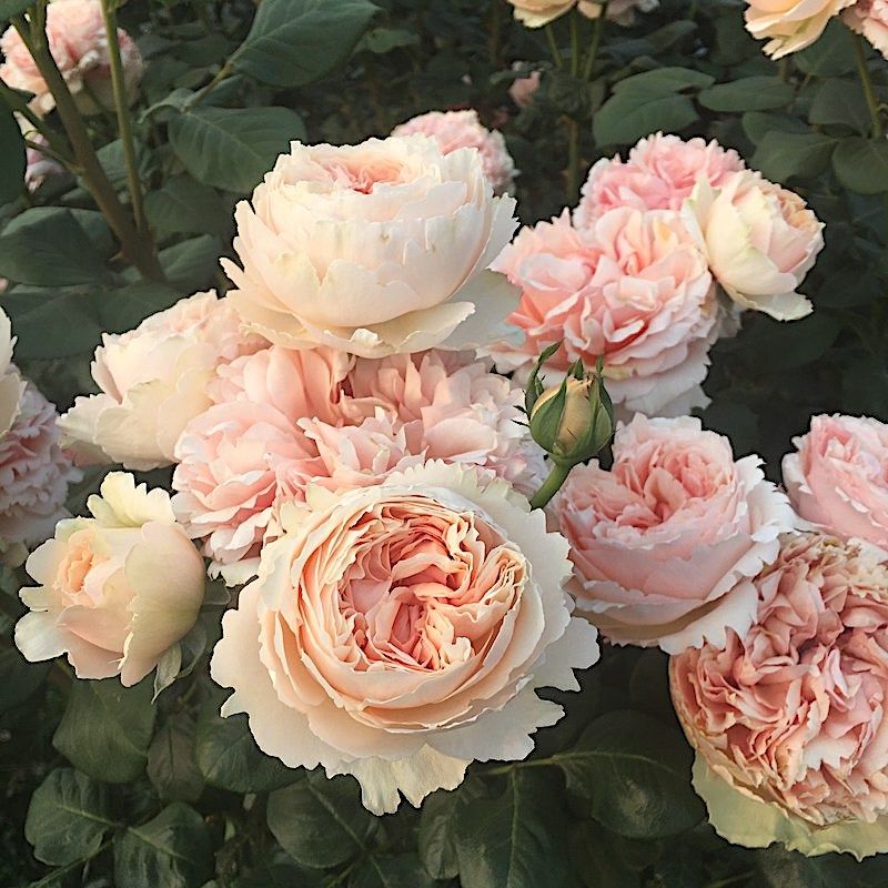 萨尔曼莎阳台盆栽灌木月季庭院地栽抗旱玫瑰勤花耐寒抗病馥郁香气