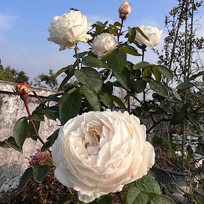 伊芙卡勒姆皇家婚礼阳台盆栽月季庭院地栽耐寒耐旱抗病切花玫瑰