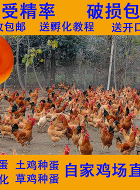 种蛋青脚红瑶宠物鸡土鸡受精蛋可孵化小黄鸡散养柴鸡蛋笨鸡蛋草鸡