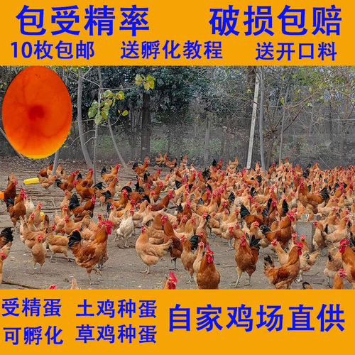 种蛋受精蛋可孵化小黄鸡散养土鸡