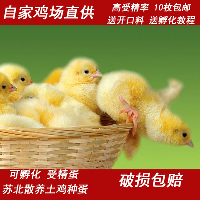 公母混养可繁殖蛋小黄鸡散养土鸡蛋笨鸡蛋柴鸡蛋宠物鸡草鸡蛋代发