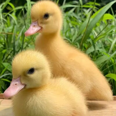 柯尔鸭种蛋受精蛋可孵化小黄鸭