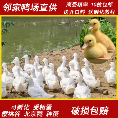 种蛋受精蛋可孵化小黄鸭大白鸭