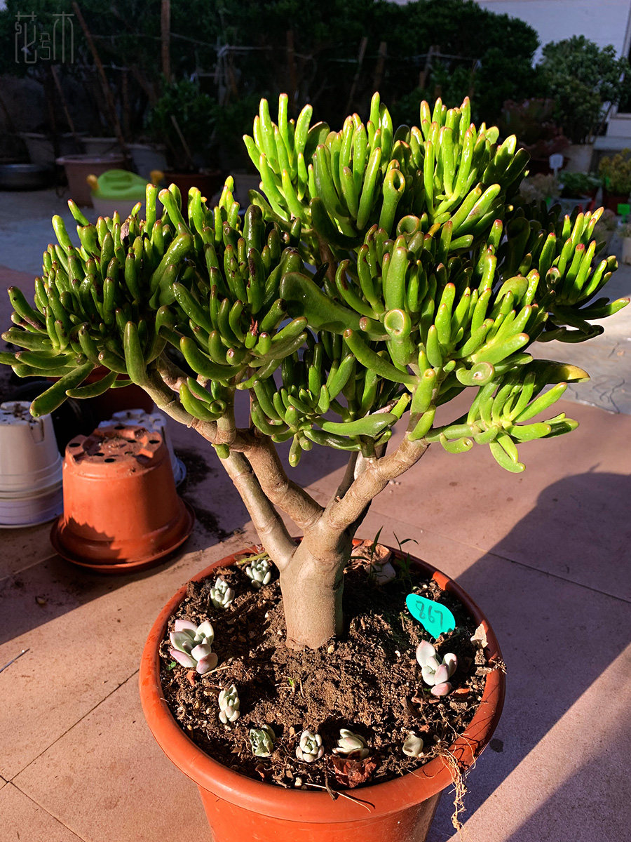 吸财树多肉植物老桩筒叶花月一物一拍室内阳台盆栽绿植好养五年桩