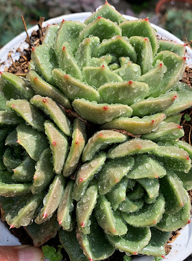 东云系白玫瑰冰城多头一物一拍阳台庭院花卉盆栽趣味易养多肉植物