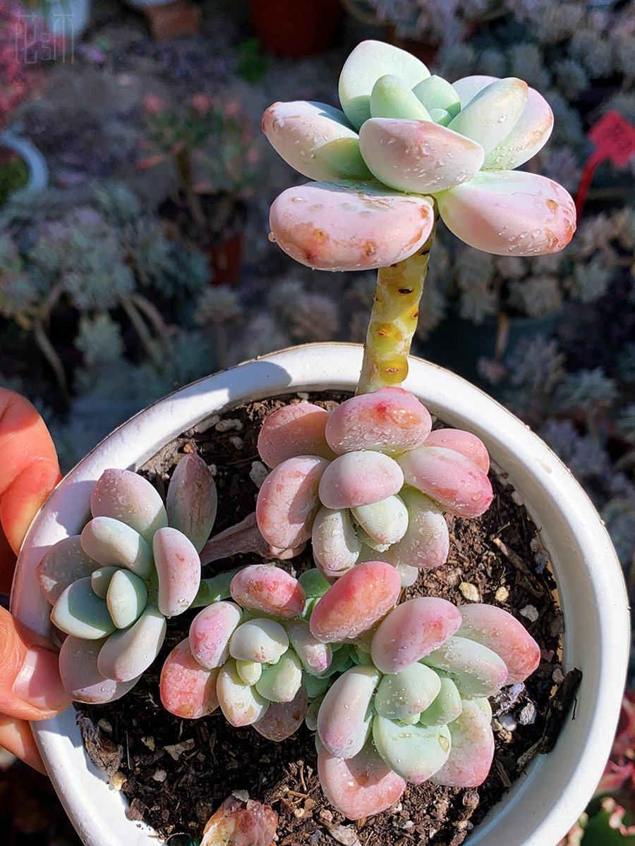 精控一物一拍多肉植物红洛神老桩大群阳台窗台庭院好养花卉盆栽