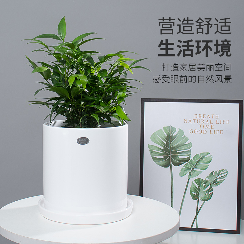 出口花盆陶瓷简约创意带托盘家居桌面直筒绿植萝小大号白红色花盆