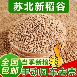 新稻谷圆稻谷50斤精选优质圆水稻带壳喂鸡鸭鹅等家禽垂钓包邮厂家