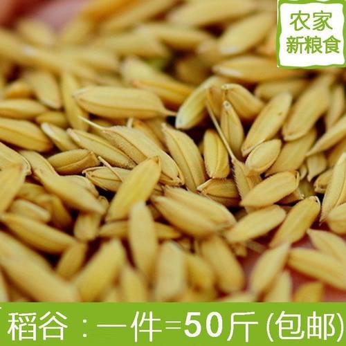 稻谷带壳稻谷喂鸡鸭鸽粮