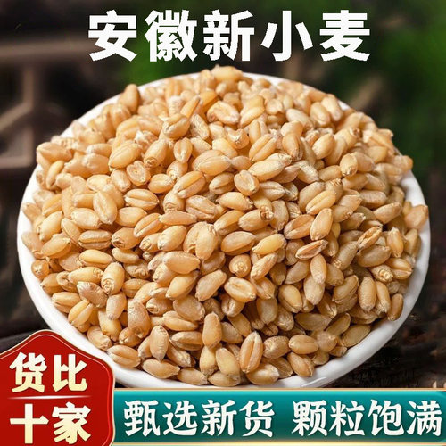 新鲜小麦粒50斤喂鸡鸭鹅猪饲料麦