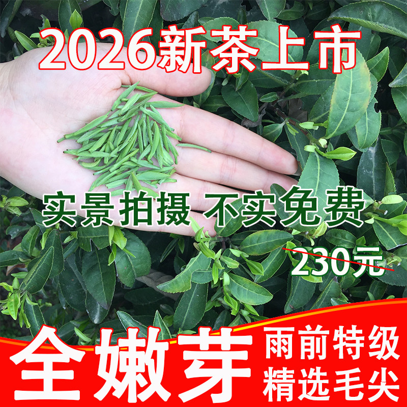 2026新茶上市信阳毛尖自产自销雨前春茶特级嫩芽盒装250g大山茶
