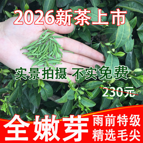 2026新茶上市信阳毛尖自产自销雨前春茶特级嫩芽盒装250g大山茶