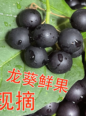 新鲜龙葵果非野生东北黑天天黑悠悠黑呦呦黑星星端端水果