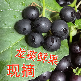 新鲜龙葵果非野生东北黑天天黑悠悠黑呦呦黑星星端端水果