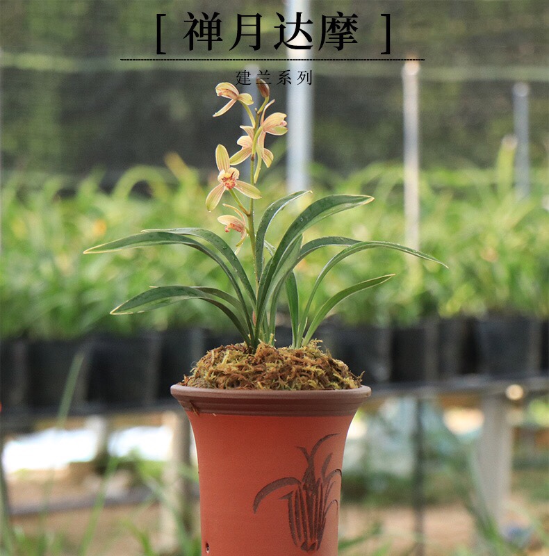 建兰禅月达摩兰花