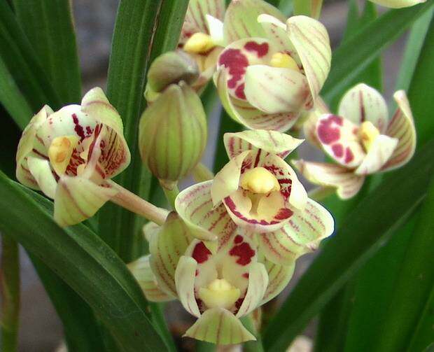兰花系列建兰名品金荷花香花苞