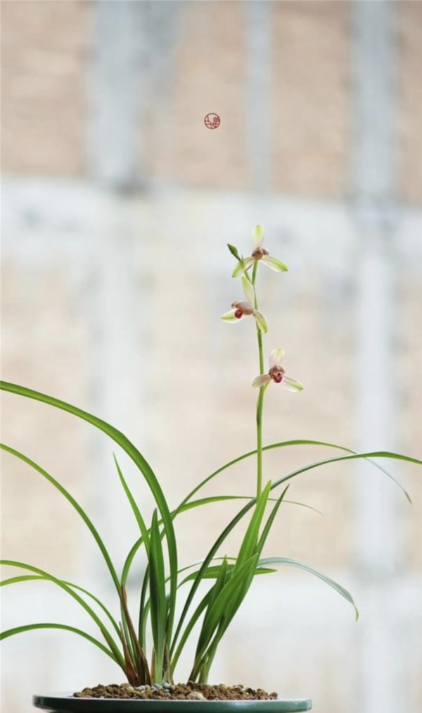 矮种四季兰精彩梅（建兰），开花香叶型优美，小草型红花出架,鲜花速递/花卉仿真/绿植园艺,仿真绿植,淘宝优惠券,粉丝福利购,淘宝优惠卷