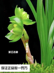 春兰老种绿云皇后， 认准浙江原产地发货，假一罚万保证对版