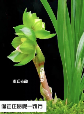 春兰老种绿云皇后， 认准浙江原产地发货，假一罚万保证对版