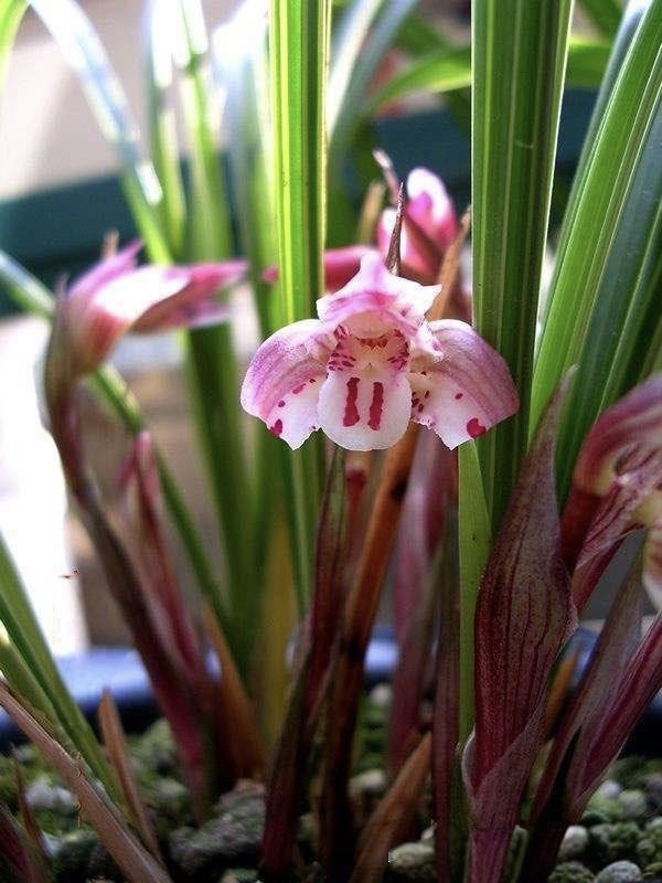 红花蝶花，浙江兰农翠花家春兰，叶型优美，开花香，凤冠名品
