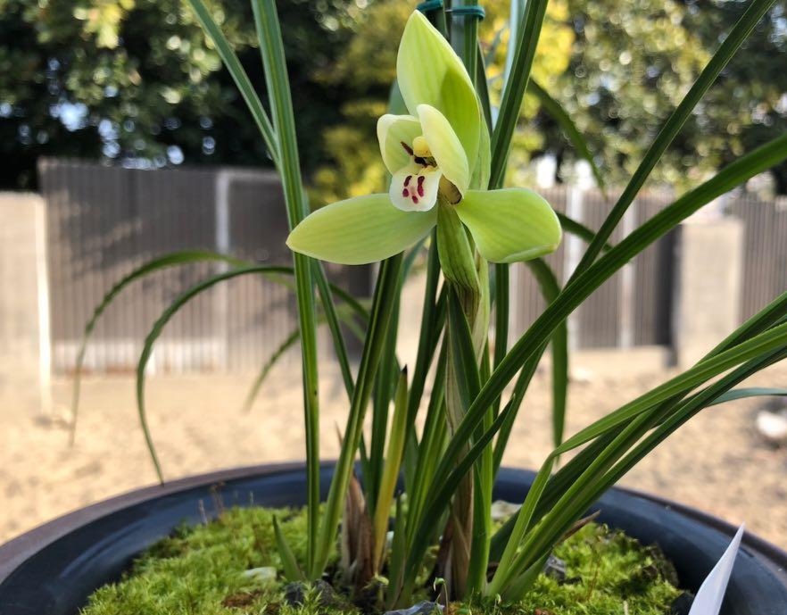 特壮苗 龙字 四大之一  春兰老八种老种 浓香春兰 水仙瓣