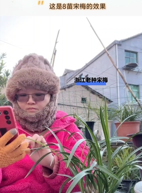 带花苞老种宋梅  春兰梅瓣代表 之香 叶姿飘逸洒脱春节开花