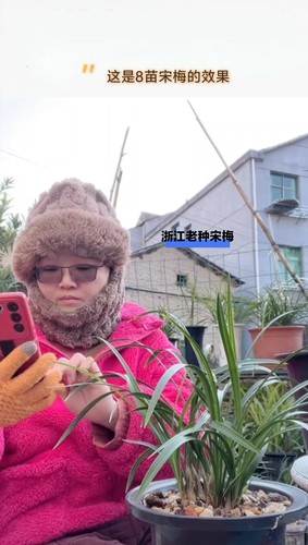 带花苞老种宋梅  春兰梅瓣代表 之香 叶姿飘逸洒脱春节开花