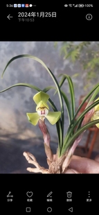 浙江兰农翠花家老马老种大富贵，开品稳定，开花香，