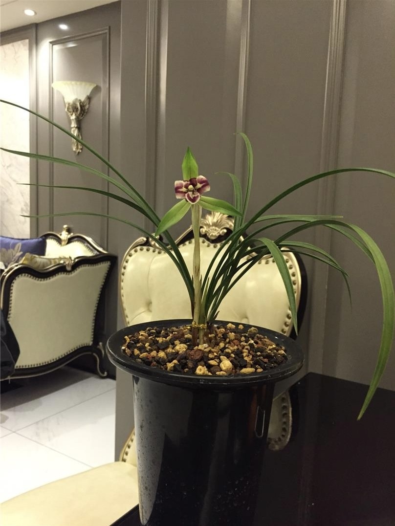 春兰老种带花苞浙江翠花品种兰花