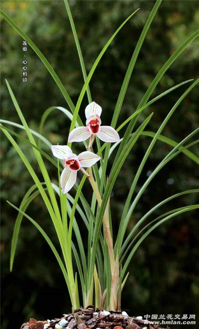 细叶兰花莲瓣兰花，带花苞红素心