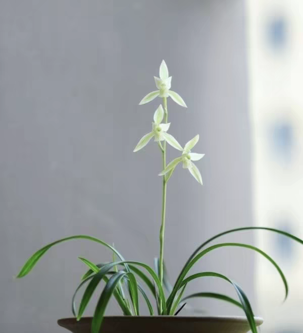 黄山雪小草大花四季兰  花色独特 建兰白花素心