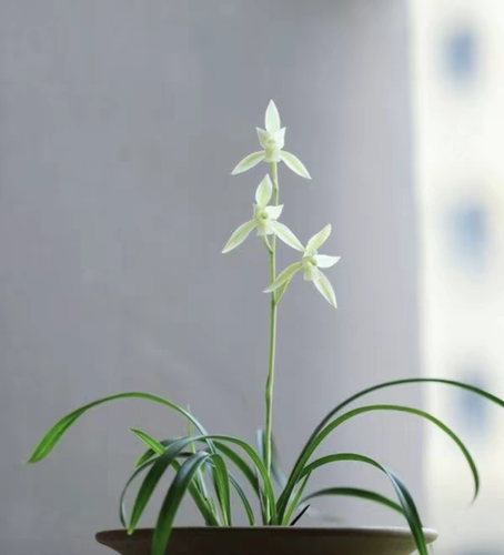 无花黄山雪 真正小草大花 桌面小品 娇小精灵花色独特 香气出众