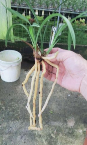 黄山雪小草大花四季兰  花色独特 建兰白花素心