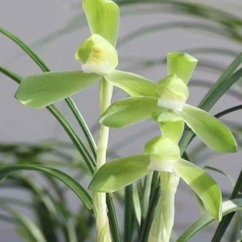 老月佩，江浙老种春兰素心，兰农翠花家越开越好的一个老品种