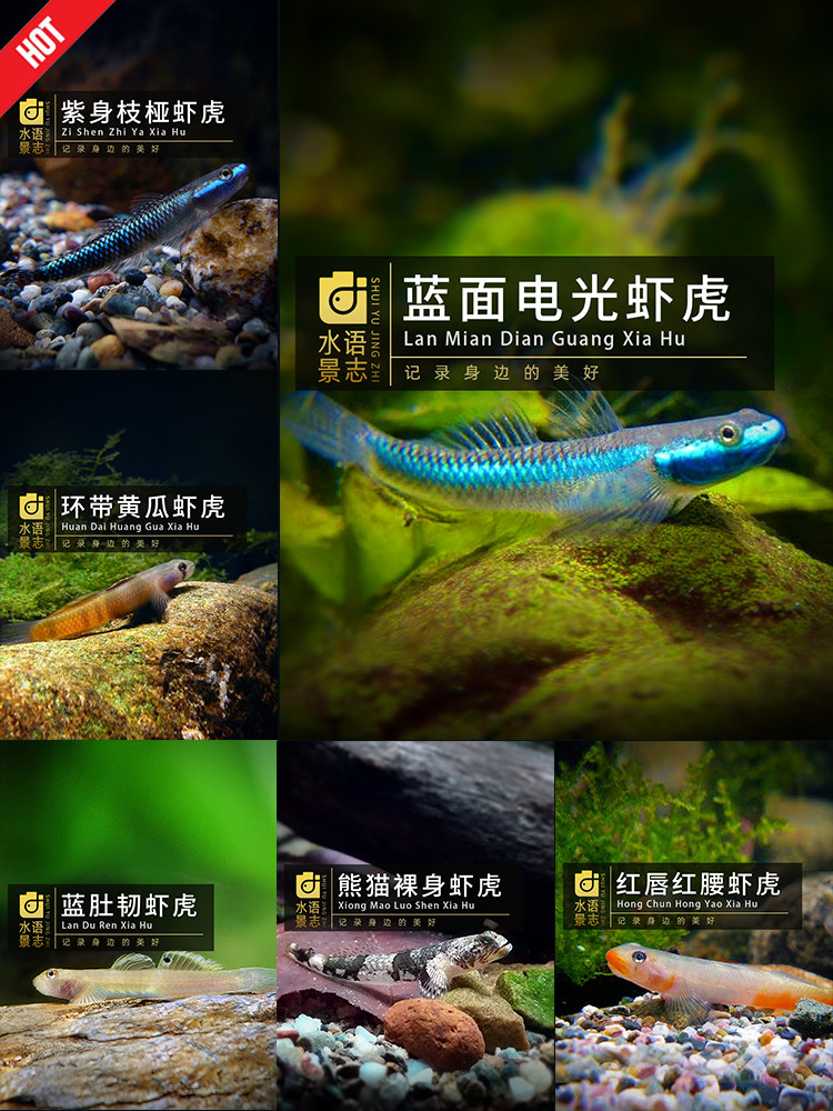 虾虎鱼蓝面电光红唇红腰蓝肚韧熊猫枝桠 东南亚进口 热带鱼 淡水