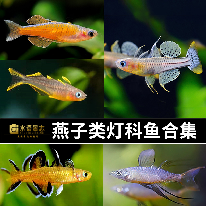 燕子美人橘色珍珠燕子阿鲁珍珠燕子甜心燕子草缸混养小型鱼包邮