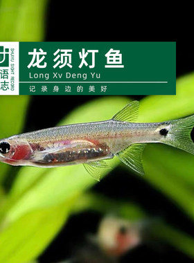 龙须灯鱼除油膜工具鱼草缸清洁工