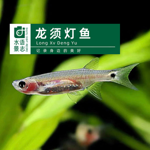 龙须灯鱼除油膜长须丹鱼凤眼灯小龙鱼工具鱼小型热带鱼草缸清洁工